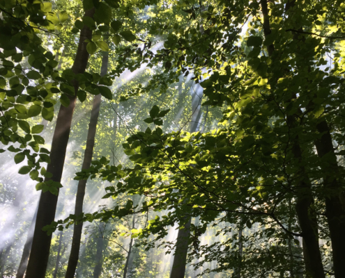 La brume enveloppe la forêt de Spicheren